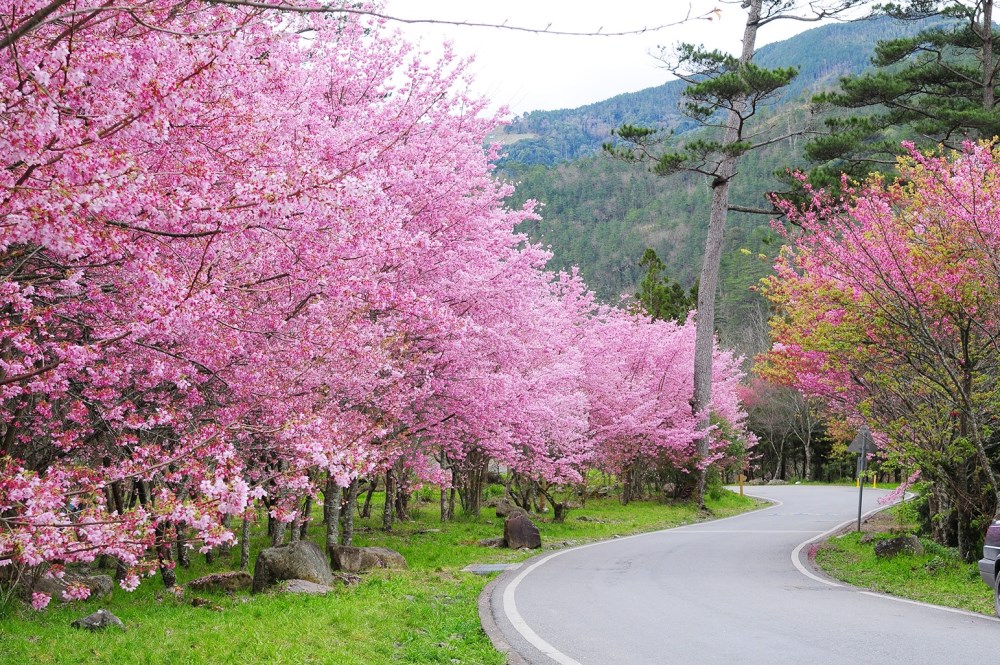 台灣武陵農場櫻花季Cherry flower blossoming Season, Wuling Farm