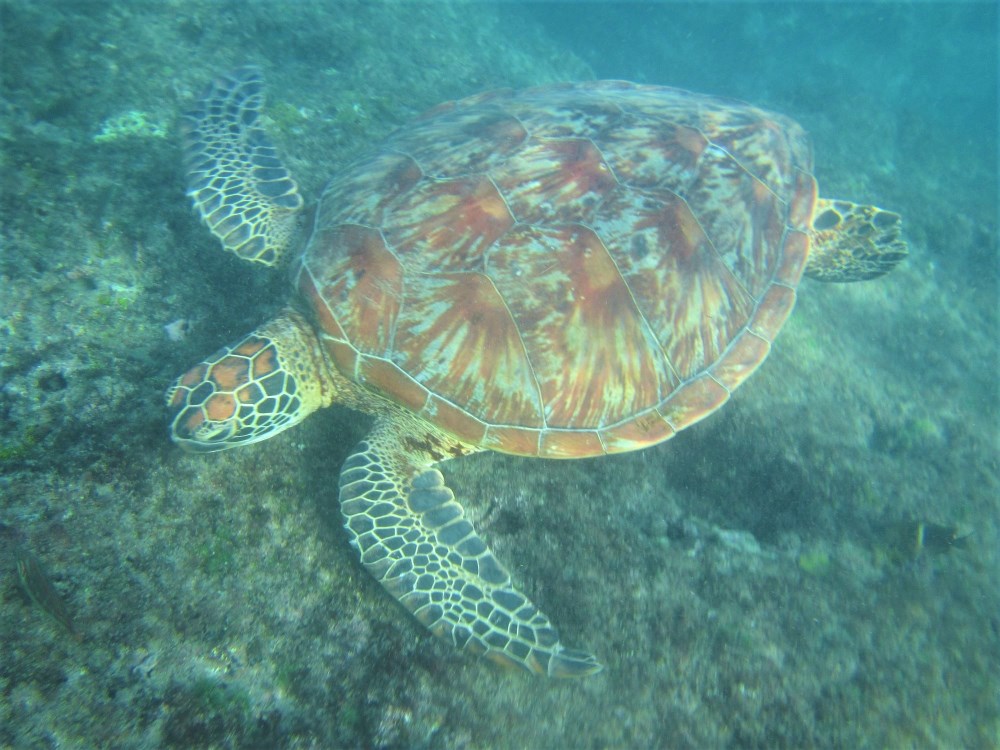 05 綠蠵龜 Green turtles_小琉球海洋生態之旅Journey of marine ecology in Lamay Island