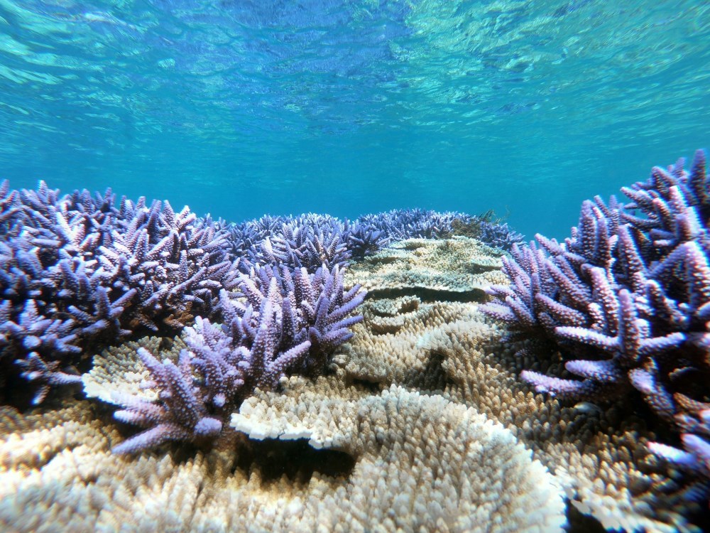 06 澎湖南方四島國家公園South Penghu Marine National Park_海底薰衣草森林Underwater lavender forest(coral reefs)